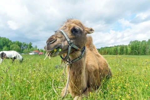Camel walking in the field Stock Photos