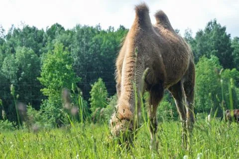 Camel walking in the field Stock Photos