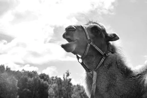 Camel walking in the field Stock Photos