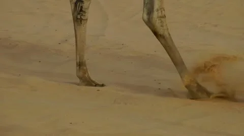 Camel Walking Video stock 11344233
