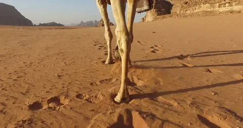 Camel walking Stock Footage