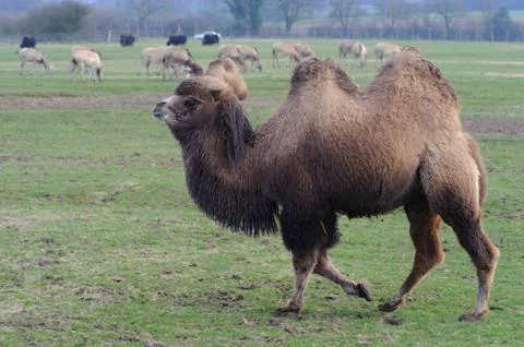 Camel walking on grass Stock Photos