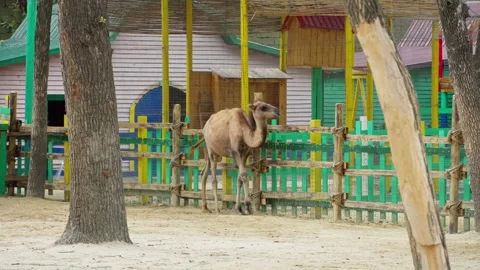 Camel walking inside modern zoo enclosure paddock Stock Footage 346192007