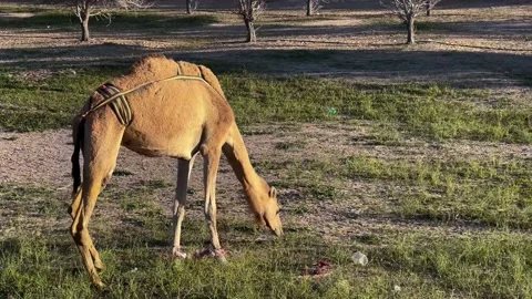 Camel walking in Kuwait desert Stock Footage 233470217
