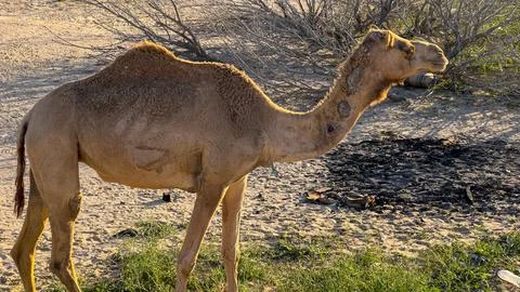 Camel walking in Kuwait desert Stock Photos