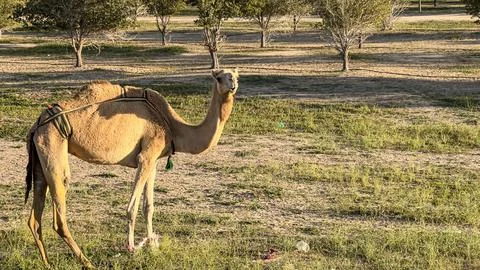 Camel walking in Kuwait desert Stock Photos