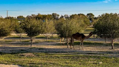 Camel walking in Kuwait desert Stock Photos