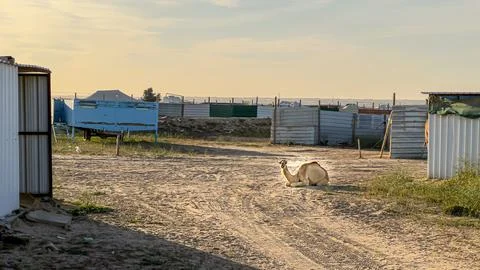 Camel walking in Kuwait desert Stock Photos