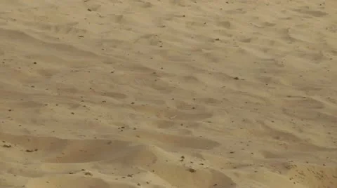 Camel Walking Legs Video stock 11062296