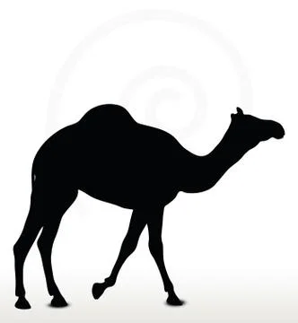 Camel in Walking pose Illustrazione stock
