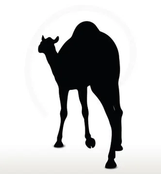 Camel in Walking pose Stock Illustration