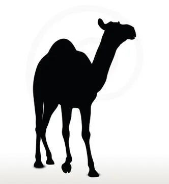 Camel in Walking pose Illustrazione stock