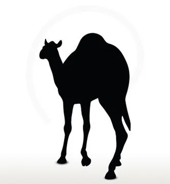 Camel in Walking pose Stock Illustration