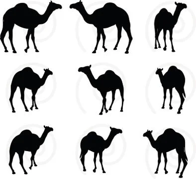 Camel in Walking pose Stock Illustration