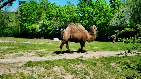 Camel Walking: Prague Zoo, Two Humps Video stock 307837059