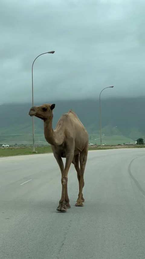 Camel Walking on Road with Cloudy background Stock Footage 206821865