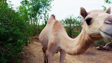 Camel Walking in a Rural Landscape Stock Footage 290116187