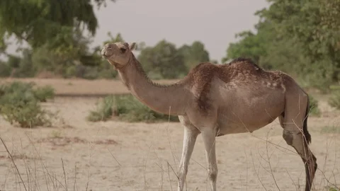 Camel walking slomo 库存影片 122376209