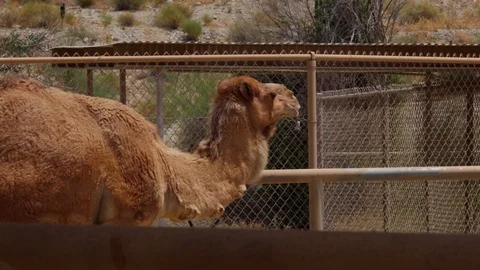 Camel walking in a special enclosure at the zoo. Vidéo 115621553