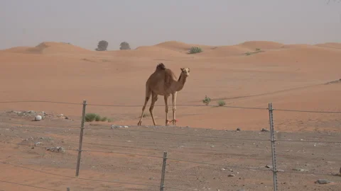 Camel Walking Through Desert Dunes Stock Footage 330884813