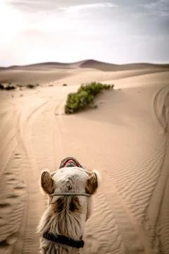 A camel walking through a desert Stock Photos