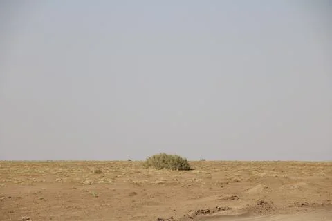 Camel walking through sandy desert, representing stock photo. Stock Photos