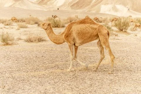 Camel walking through wild desert dune. Safari travel to sunny dry wildernes Stock Photos