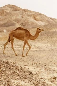Camel walking through wild desert dune. Safari travel to sunny dry wildernes Stock Photos