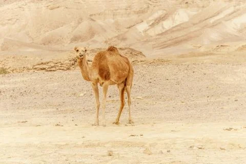 Camel walking through wild desert dune. Safari travel to sunny dry wildernes Stock Photos