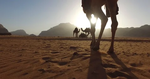 Camel walking towards sunset Stock Footage 90025742
