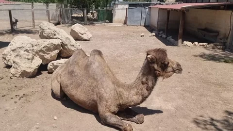 Camel Walking in Zoo Enclosure Stock Footage 318510335