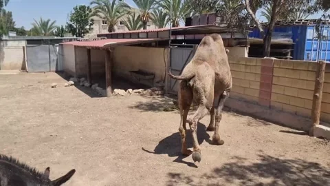 Camel Walking in Zoo Enclosure Video stock 318510336