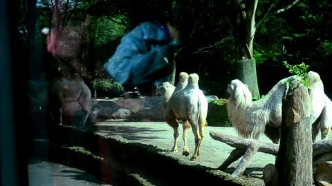 Camel walking in the zoo Stock Footage 119105570