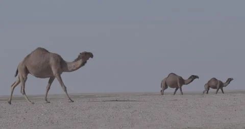 Camel walks in the desert Stock Footage 167566602