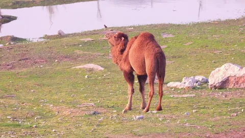 The camel walks to the side, looking for fresh grass to eat. Stock Footage 263912744