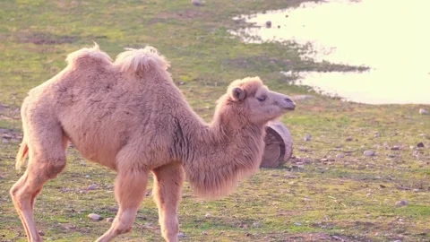 The camel walks to the side, looking for fresh grass to eat. Stock Footage 263912750
