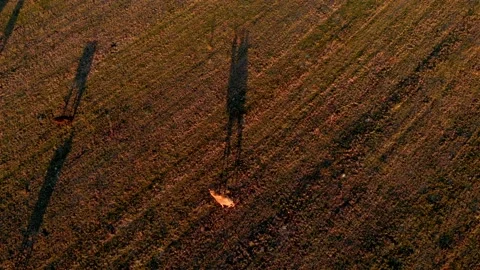 A camel walks slowly through the grass on a farm in Europe Stock Footage 167684648