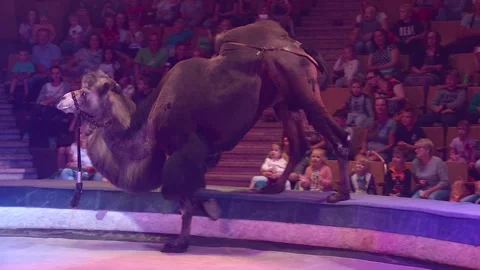 A camel walks through a circus ring during a performance Stock Footage 299803829