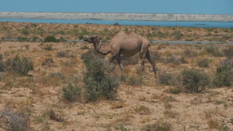 A camel walks through the desert Stock Footage 247752292