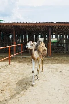Camel walks through a stable area with wooden structures and sandy ground o.. Stock Photos
