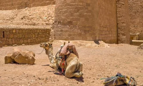 Camel in the walls of the monastery Stock Photos