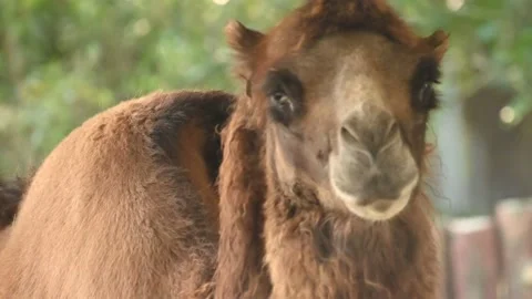 Camel watching at you Video stock 203162447