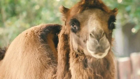 Camel watching at you Video stock 203195718