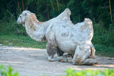Camel while sitting and looking at you Stock Photos