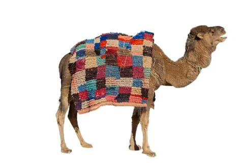 Camel on white Stock Photos
