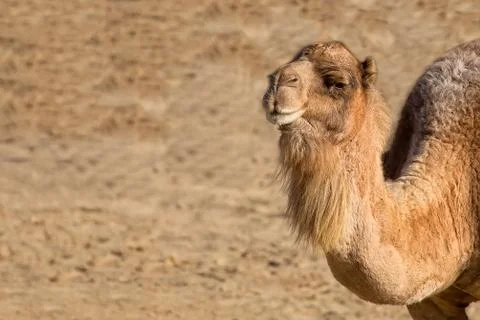 Camel in the wild Stock Photos