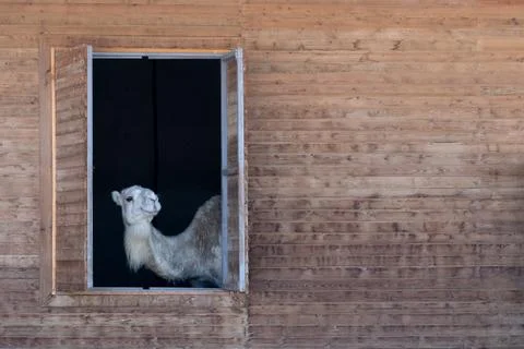 Camel at window Stock Photos