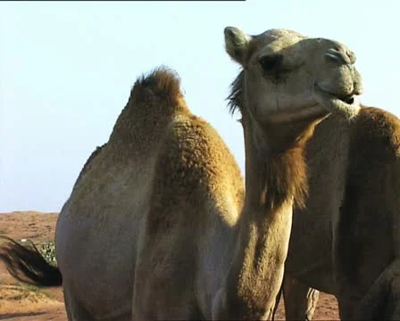 CAMEL winking Vídeo Stock 20474600