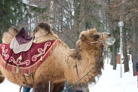Camel in the winter forest. Bactrian camel in the winter forest. Stock Photos