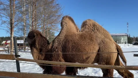 Camel in the winter open zoo Video stock 172093197